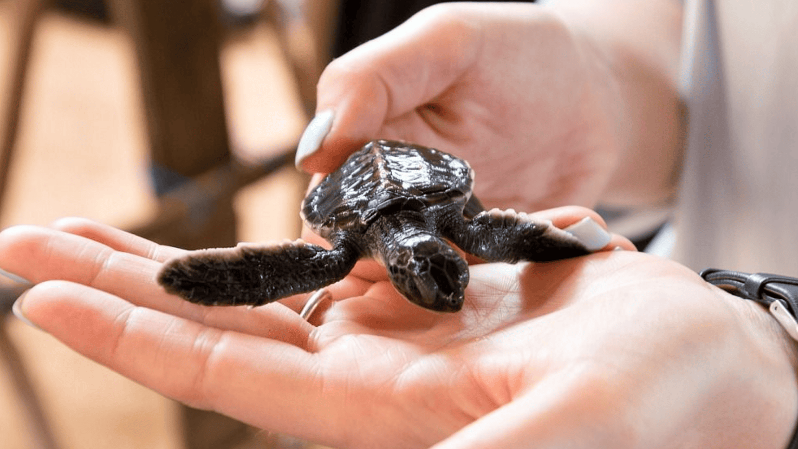 Untitled design - 2025-10-22T123204.407